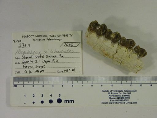 Megalohyrax nilobadistes