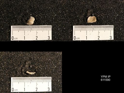 Lissochonetes sp.