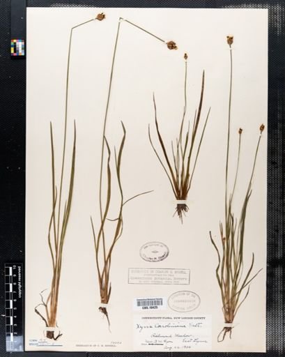 Xyris caroliniana