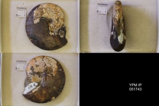 Hoploscaphites nicolletii