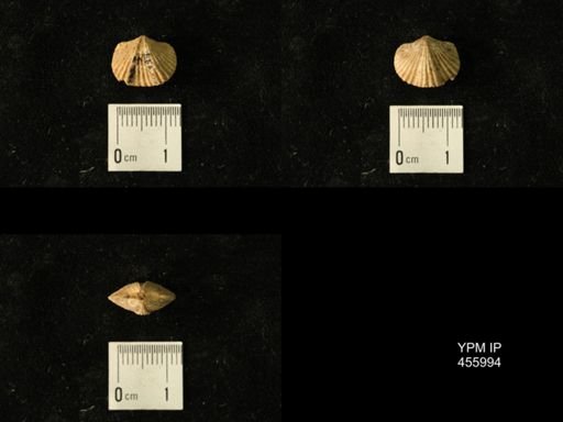 Platystrophia juvenes