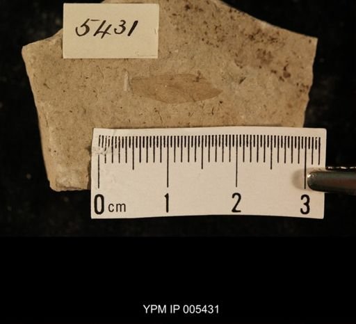 Protereisma gracile