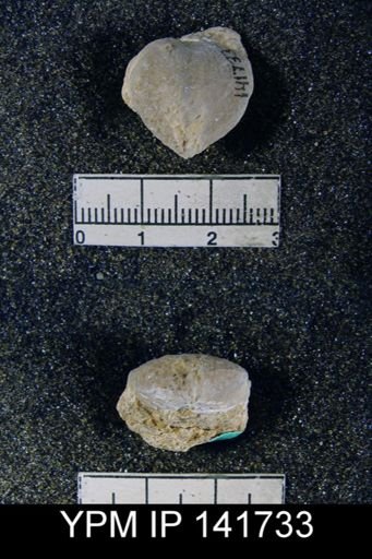 Spirigerella derbyi