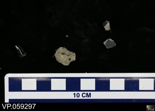 undet. Hadrosauridae