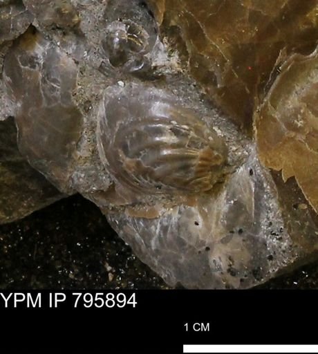 undet. Inoceramidae