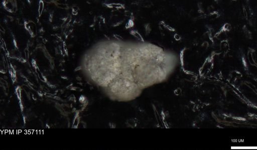 undet. Foraminiferida