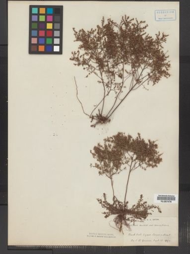 Lechea minor