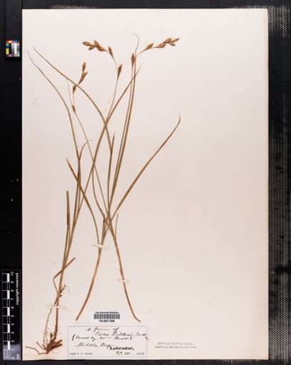 Carex