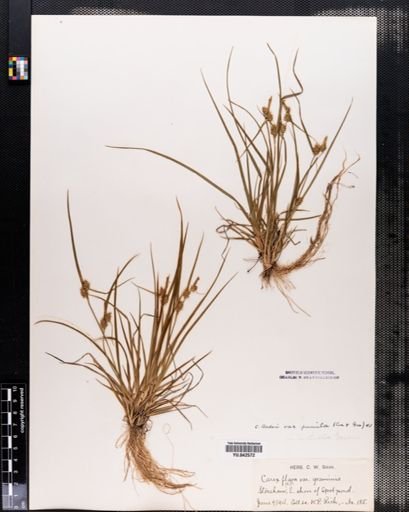 Carex viridula