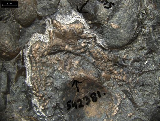 Aplocoma damesii