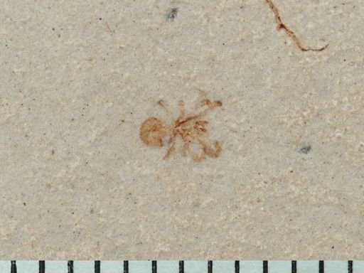 undet. Araneae