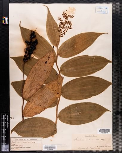 Maianthemum