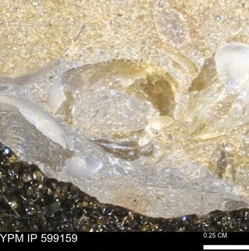 Flexicalymene sp.