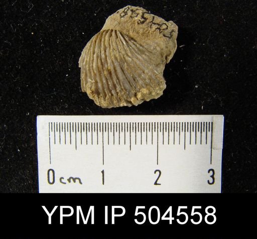 undet. Brachiopoda