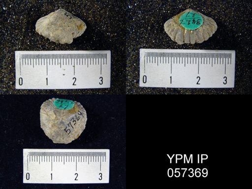 Uncinulus lindenensis