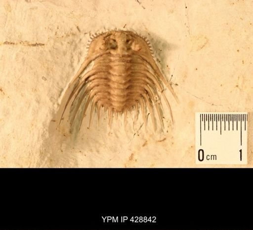 Kettneraspis williamsi