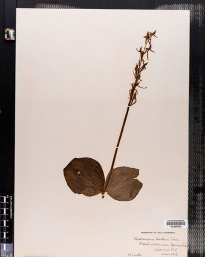 Habenaria