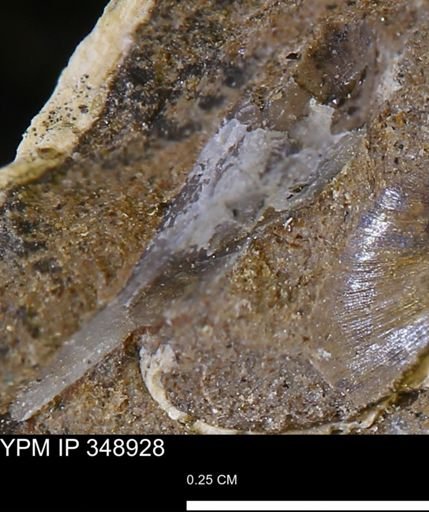 undet. Mollusca