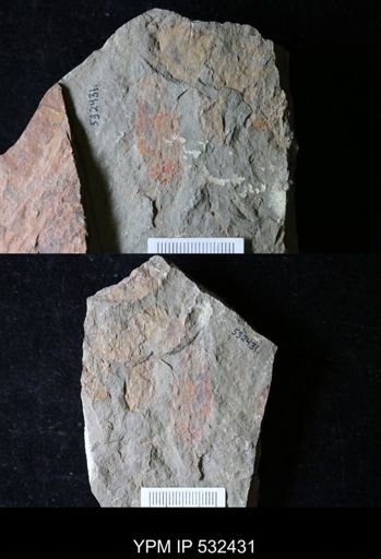 Ascocystites?