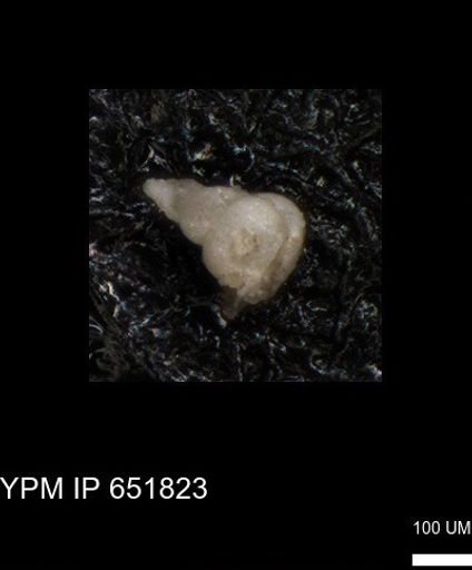 undet. Heterohelicidae