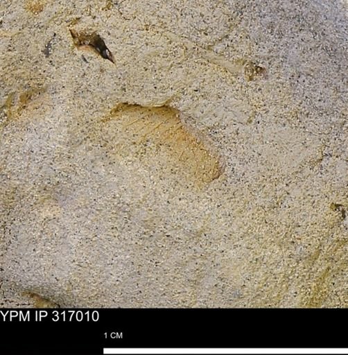 undet. Mollusca