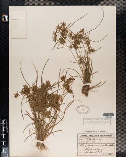 Cyperus polystachyos
