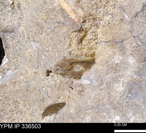 undet. Mollusca
