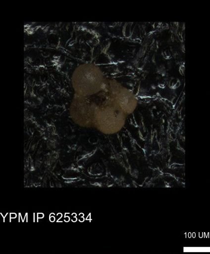 undet. Rugoglobigerinidae