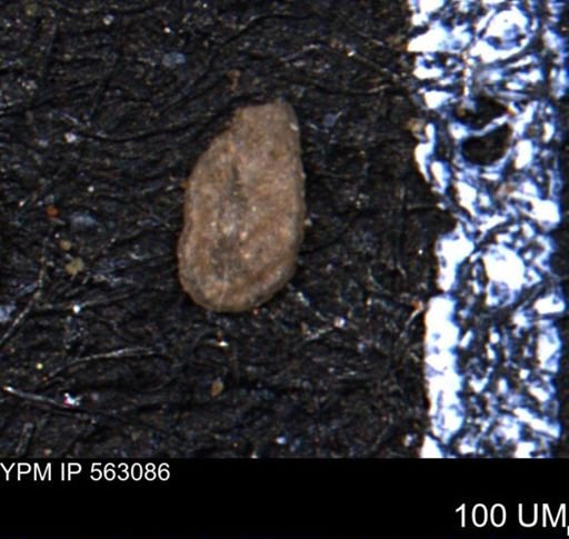 Miliammina manitobensis