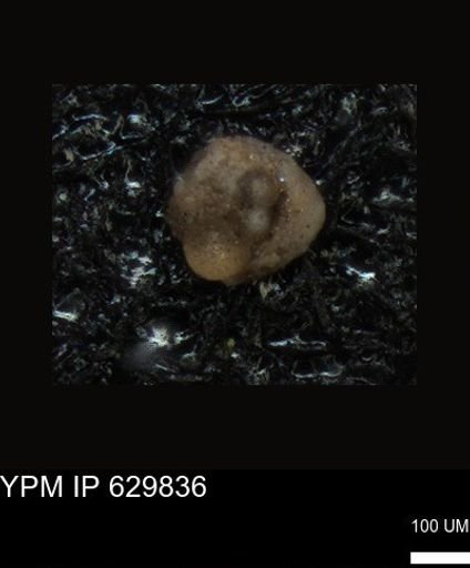 undet. Foraminiferida