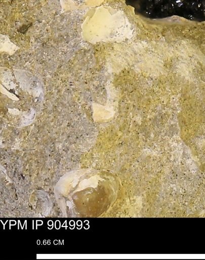 undet. Mollusca