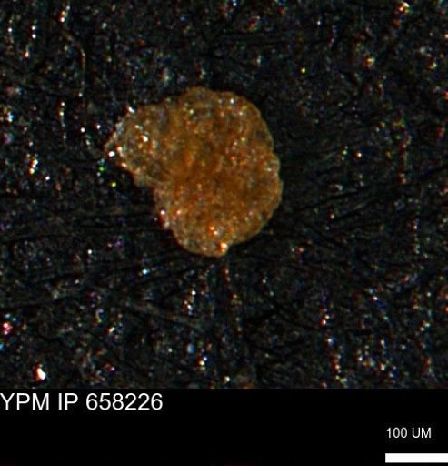 undet. Foraminiferida