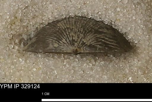 Chonetes scitulus