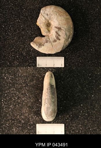 Hoploscaphites nicolletii