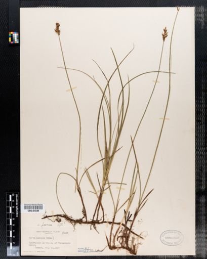 Carex siccata