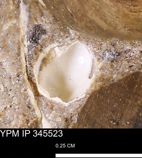 Corbulamella?