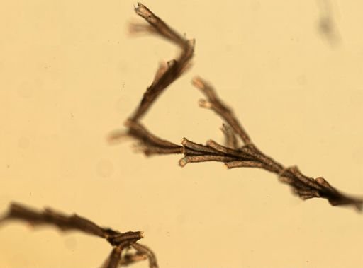 Crisia eburnea