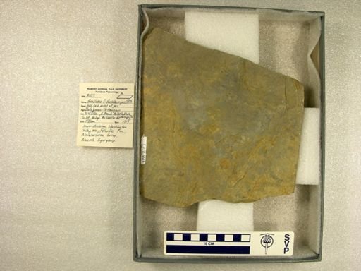 Grallator tuberosus