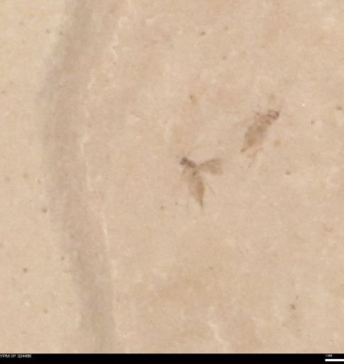 undet. Insecta