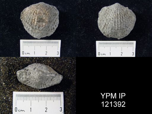 Atrypa spinosa