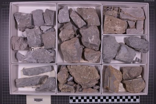 mixed taxa, stratigraphic collection