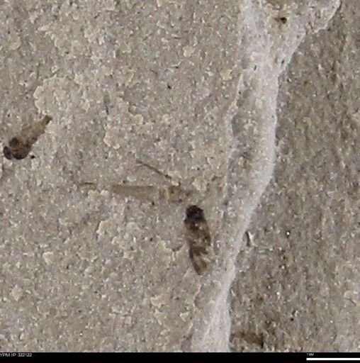 undet. Insecta