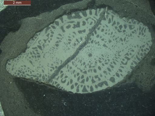 Schwagerina hawkinsi