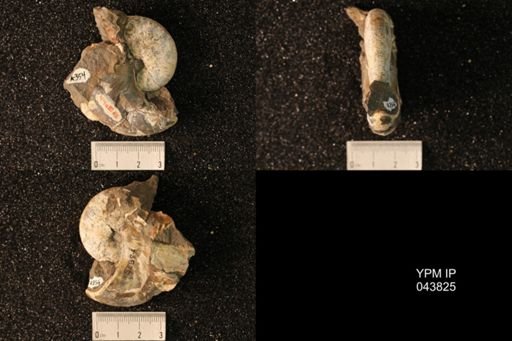 Hoploscaphites nicolletii