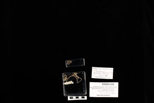 Callisaurus draconoides