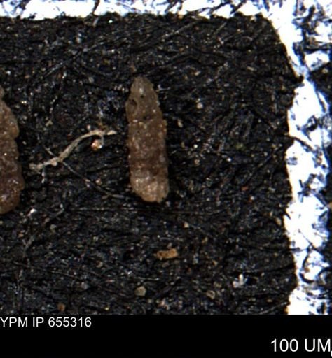 Ammobaculoides whitneyi