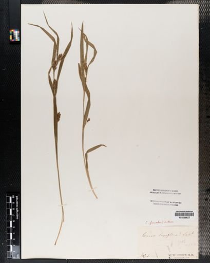 Carex flaccosperma