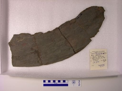 Gorgonichthys clarki