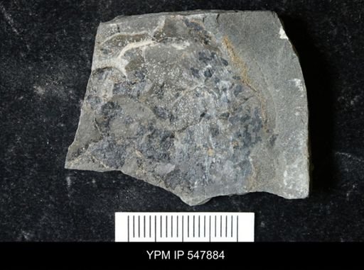 undet. Eurypterida