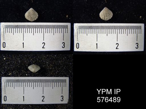 Camarotoechia whitei